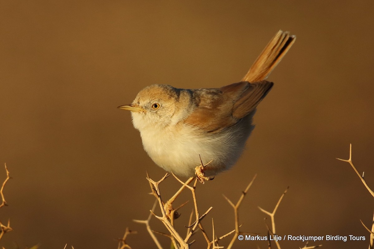 African Desert Warbler - Markus Lilje
