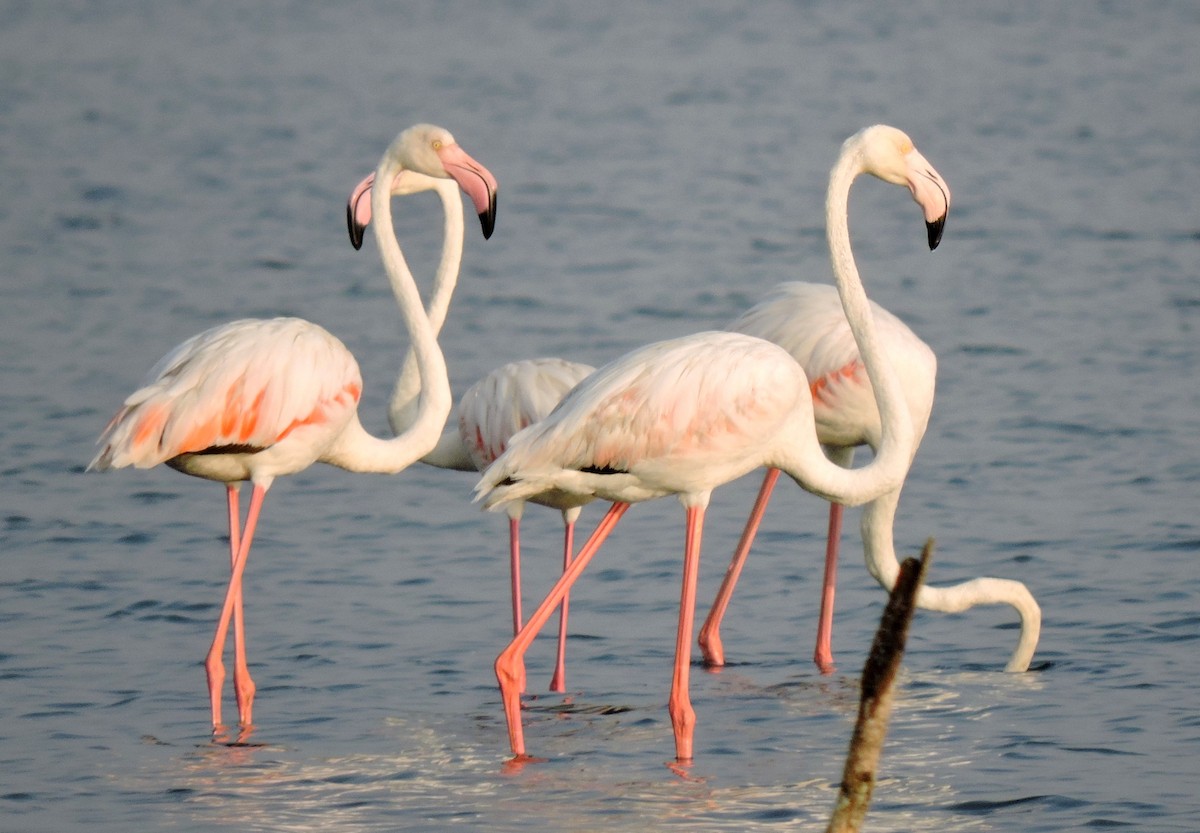 Greater Flamingo - Nimali Digo & Thilanka Edirisinghe