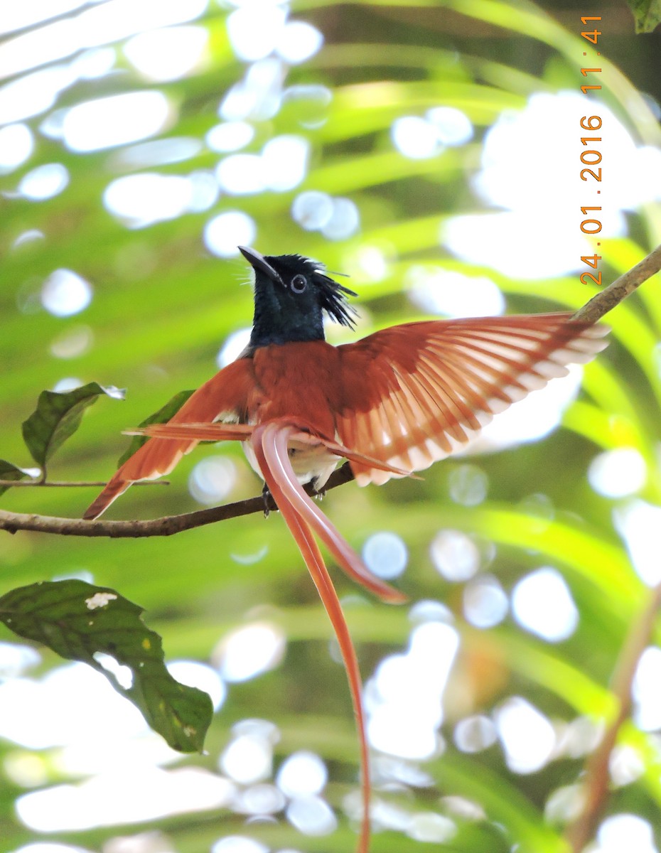 Indian Paradise-Flycatcher - Nimali Digo & Thilanka Edirisinghe