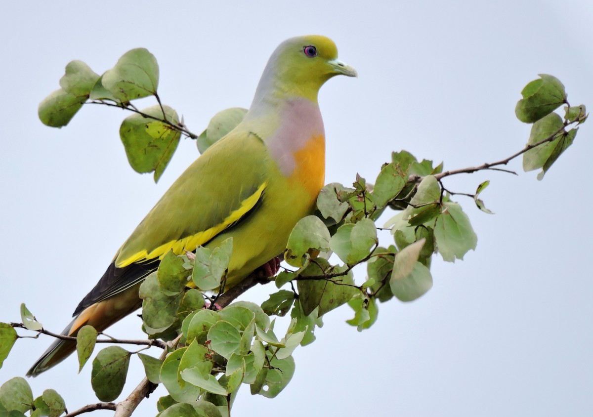 Orange-breasted Green-Pigeon - Nimali Digo & Thilanka Edirisinghe