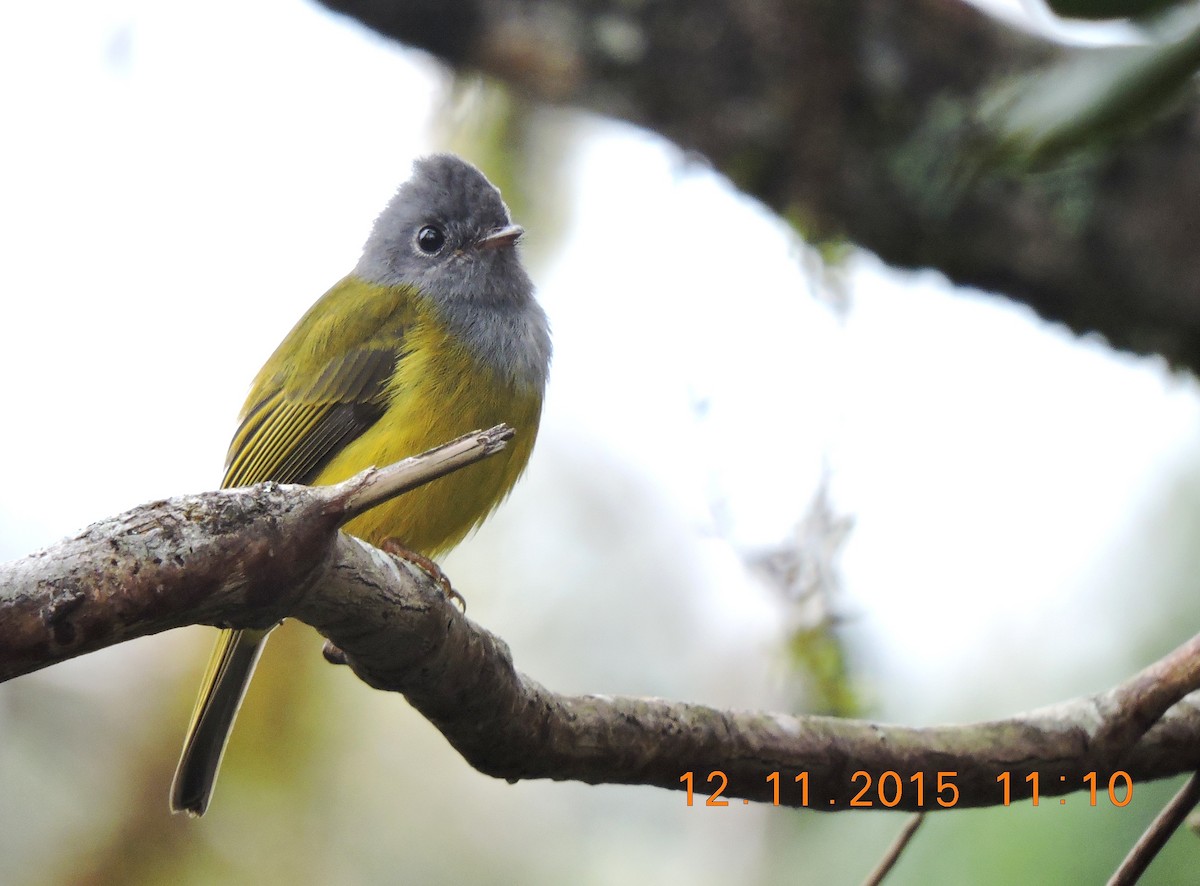 Gray-headed Canary-Flycatcher - Nimali Digo & Thilanka Edirisinghe