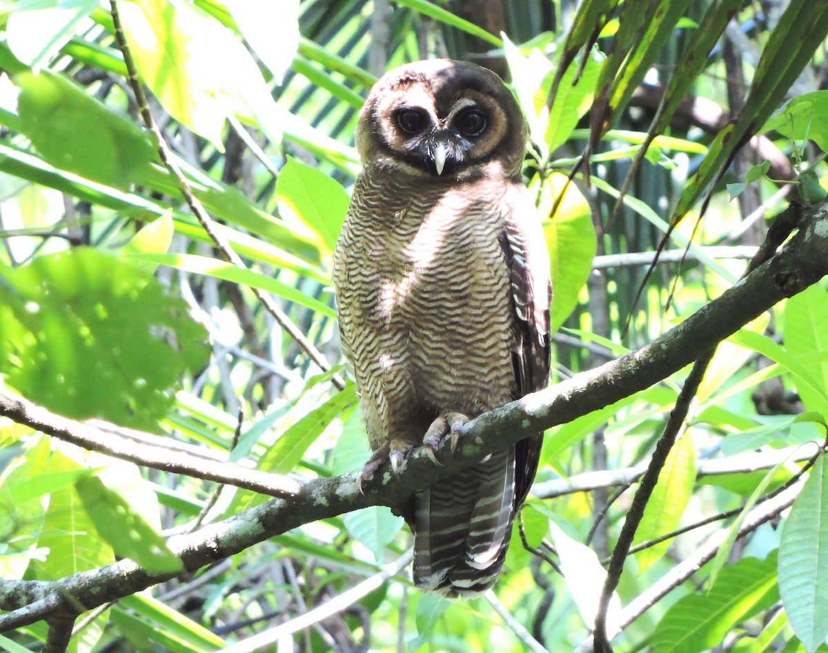 Brown Wood-Owl (Brown) - Nimali Digo & Thilanka Edirisinghe