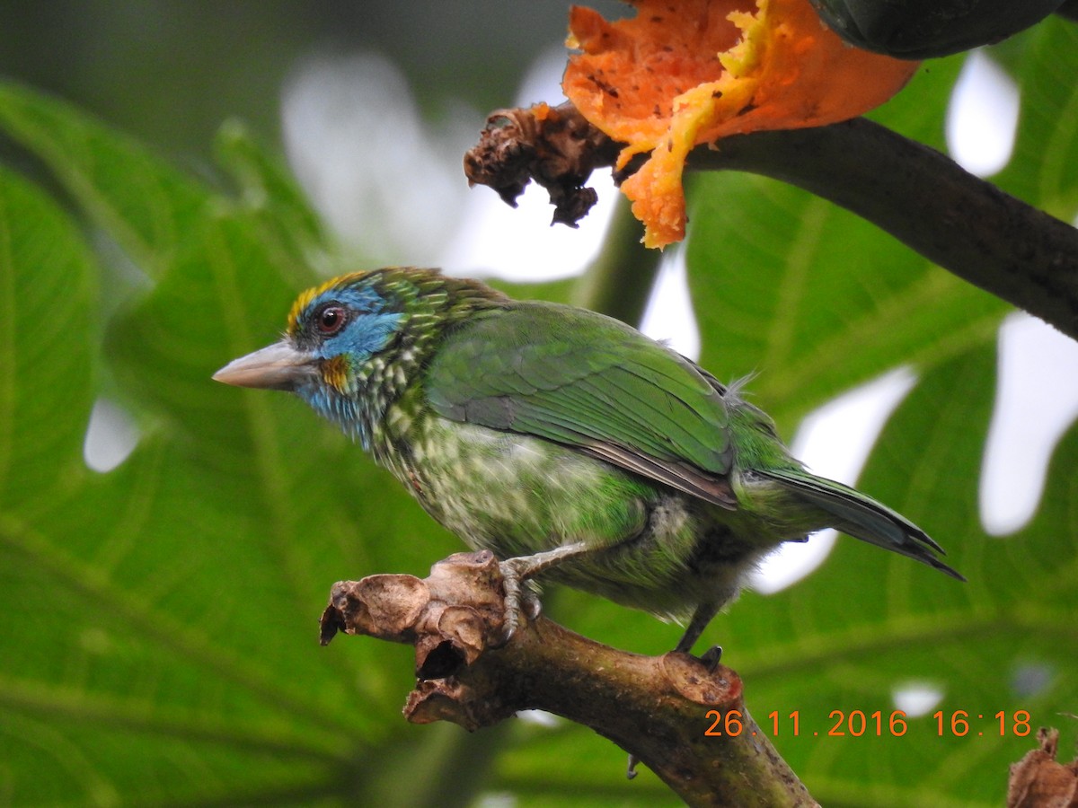 Yellow-fronted Barbet - ML206136971