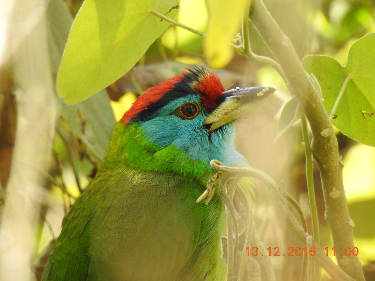Blue-throated Barbet (Red-crowned) - ML206136981