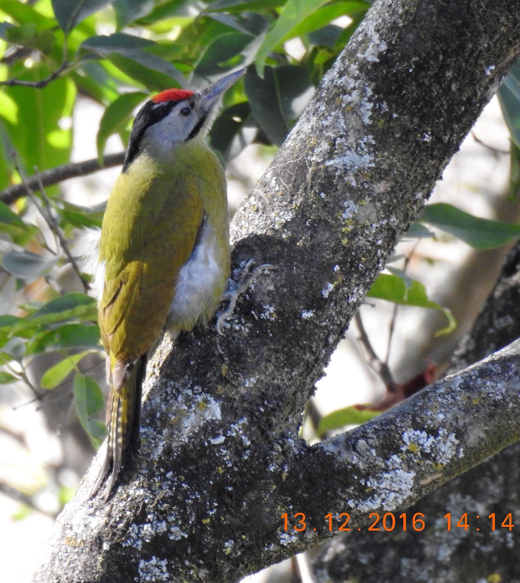 Gray-headed Woodpecker (Black-naped) - ML206137021