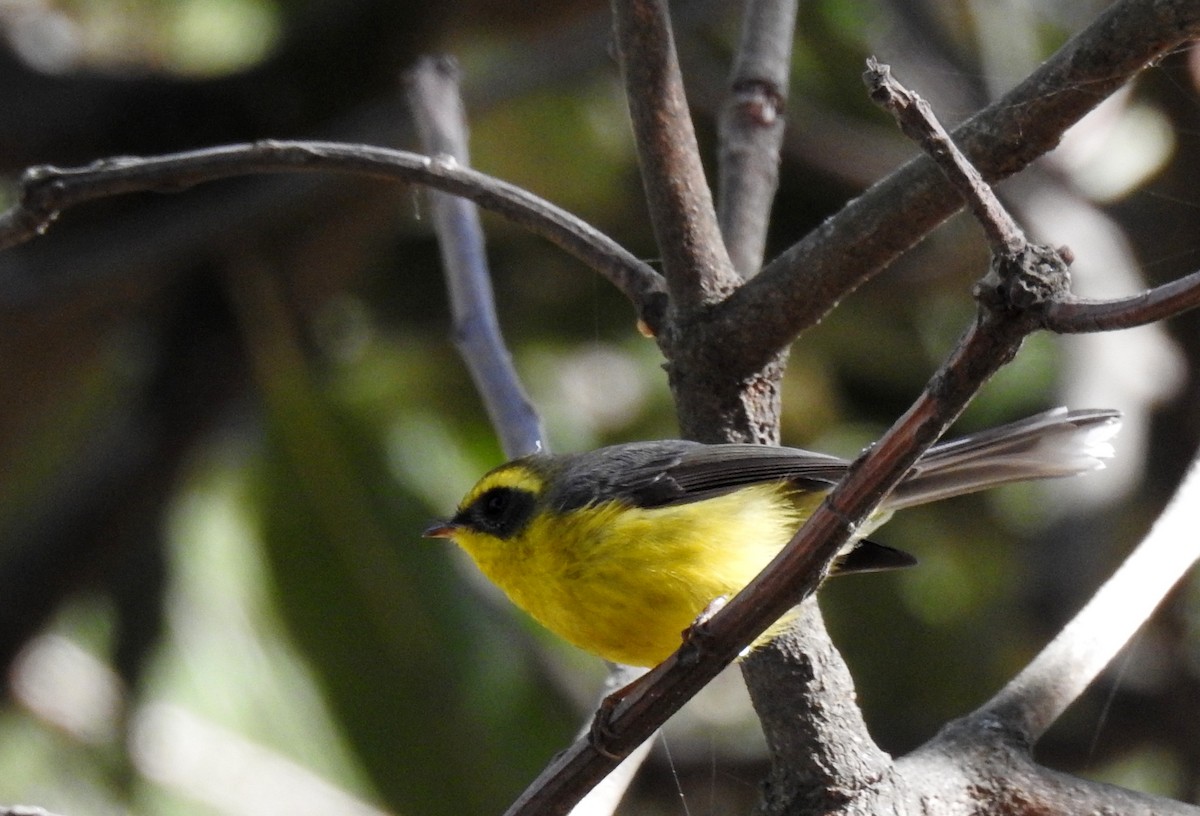 Yellow-bellied Fairy-Fantail - ML206137111