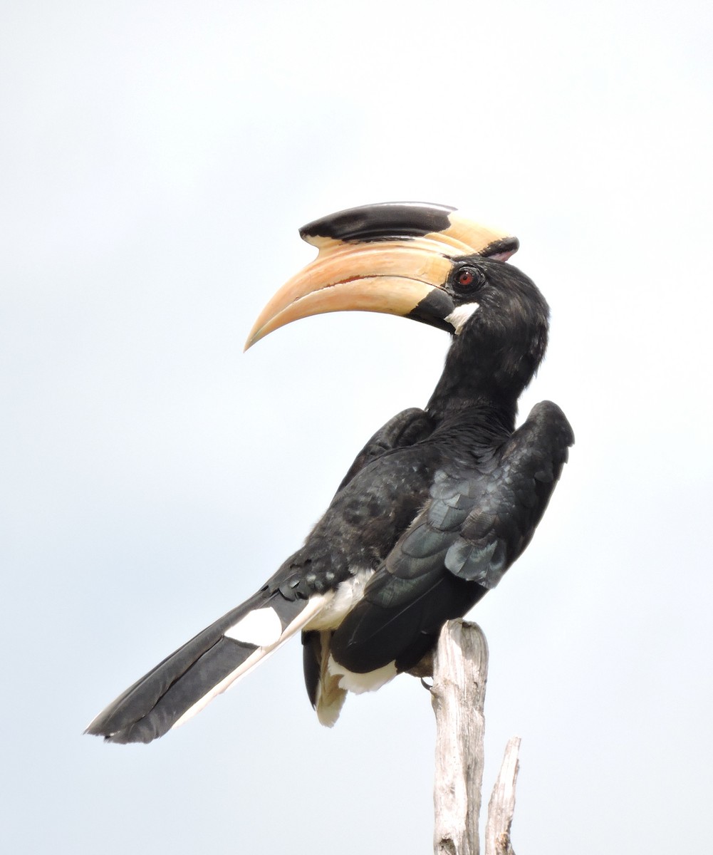 Malabar Pied-Hornbill - Nimali Digo & Thilanka Edirisinghe