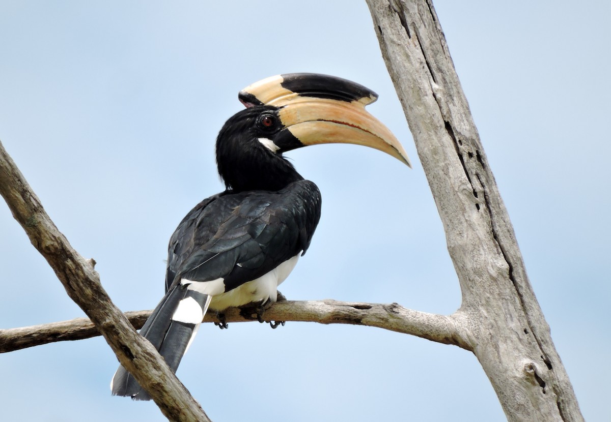 Malabar Pied-Hornbill - Nimali Digo & Thilanka Edirisinghe