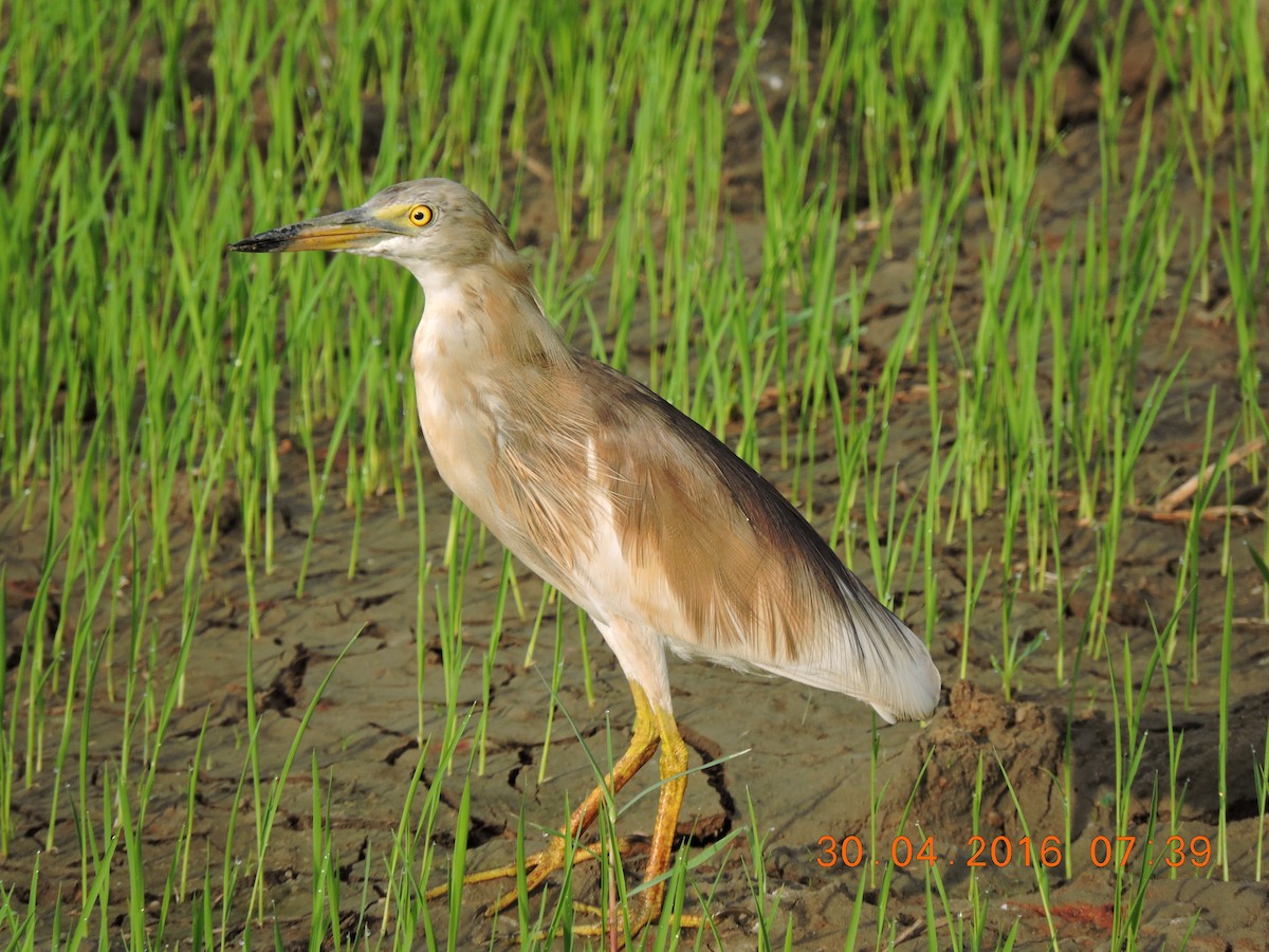 Indian Pond-Heron - ML206137221