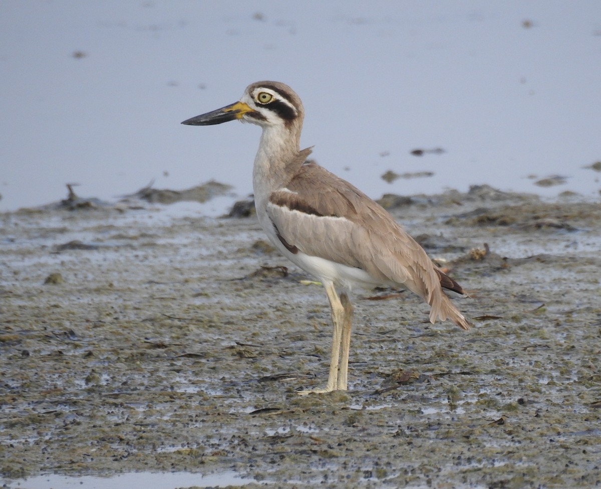 Great Thick-knee - ML206137321