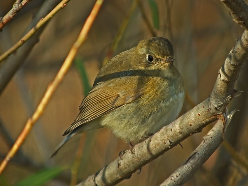 Red-flanked Bluetail - Mark Andrews