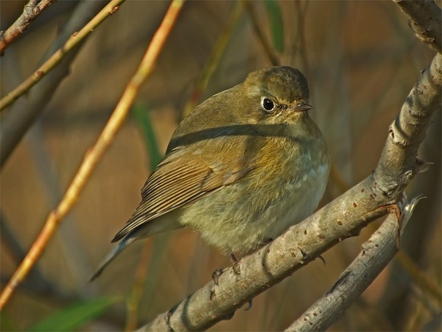 Red-flanked Bluetail - eBird