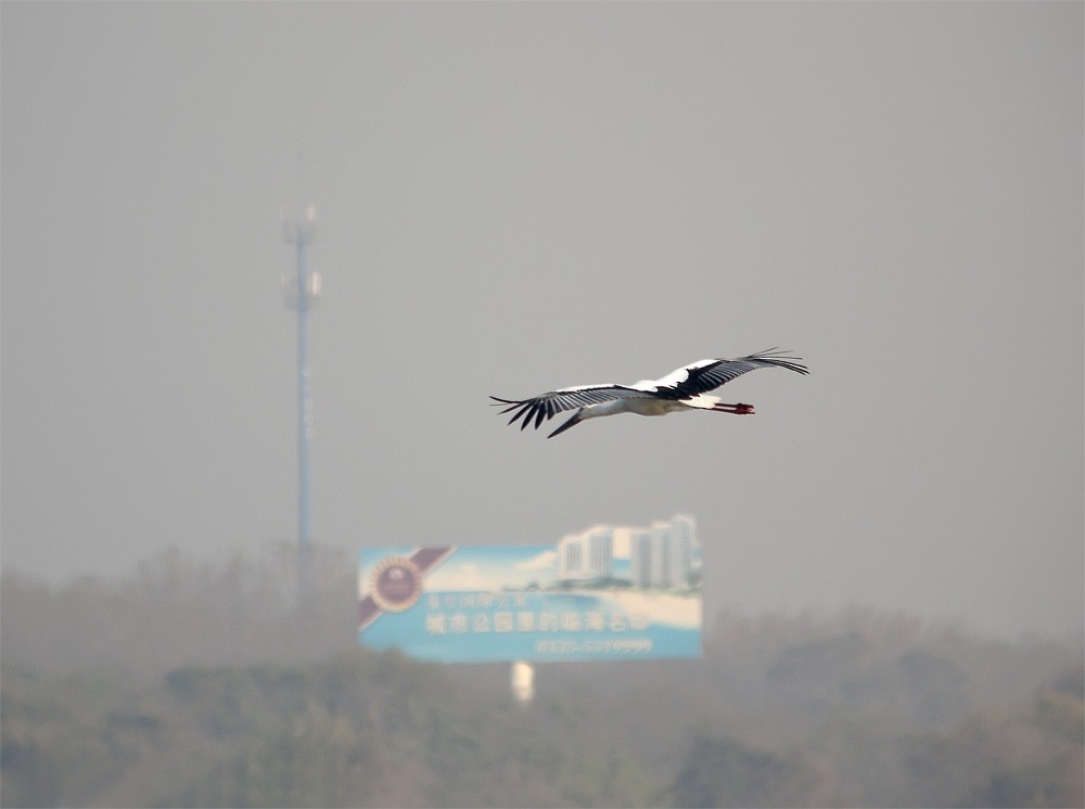Oriental Stork - Mark Andrews