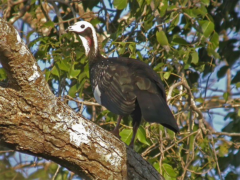 White-throated Piping-Guan - ML206137591
