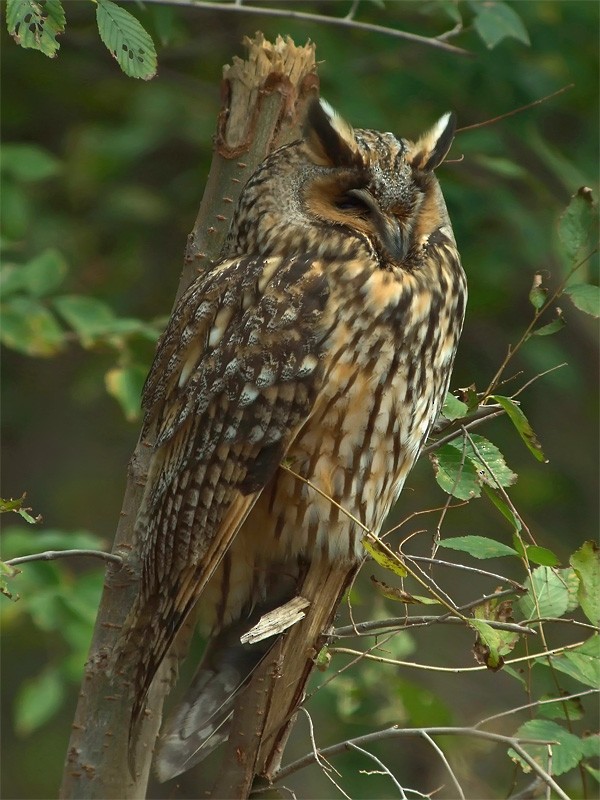 Long-eared Owl (Eurasian) - Mark Andrews