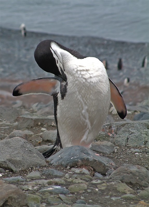 Chinstrap Penguin - Mark Andrews
