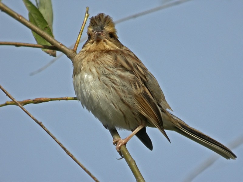 Yellow-throated Bunting - Mark Andrews
