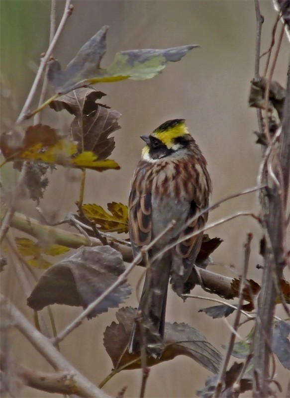 Yellow-throated Bunting - Mark Andrews