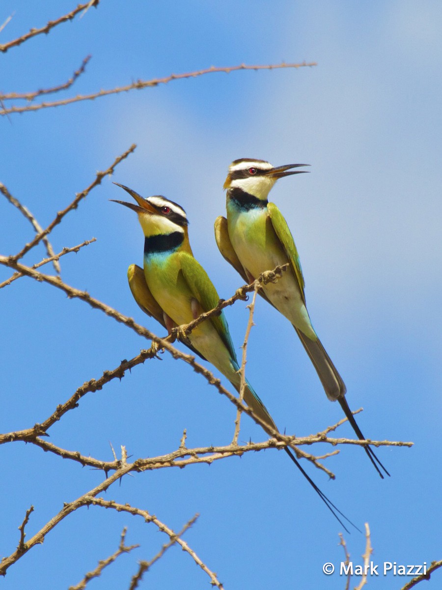 White-throated Bee-eater - Mark Piazzi