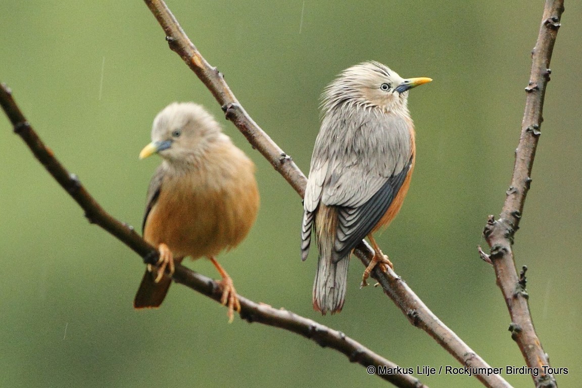 Chestnut-tailed Starling - Markus Lilje