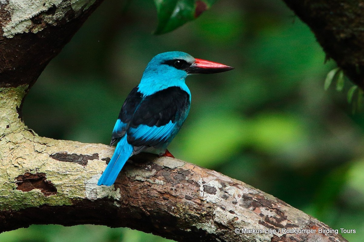 Blue-breasted Kingfisher - Markus Lilje