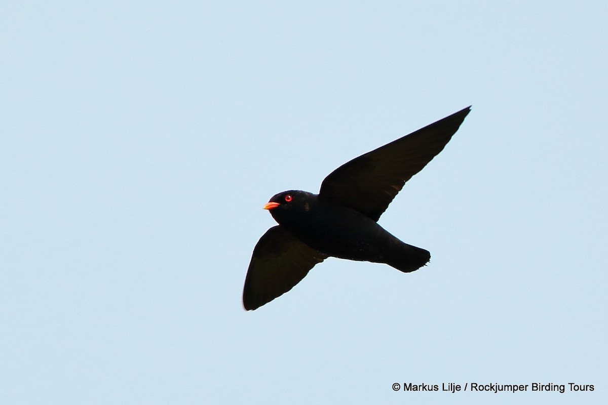 African River Martin - Markus Lilje