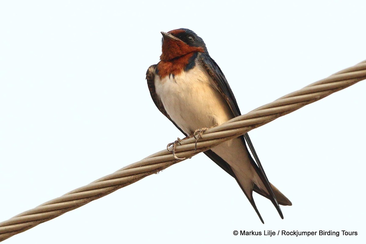Red-chested Swallow - ML206138751