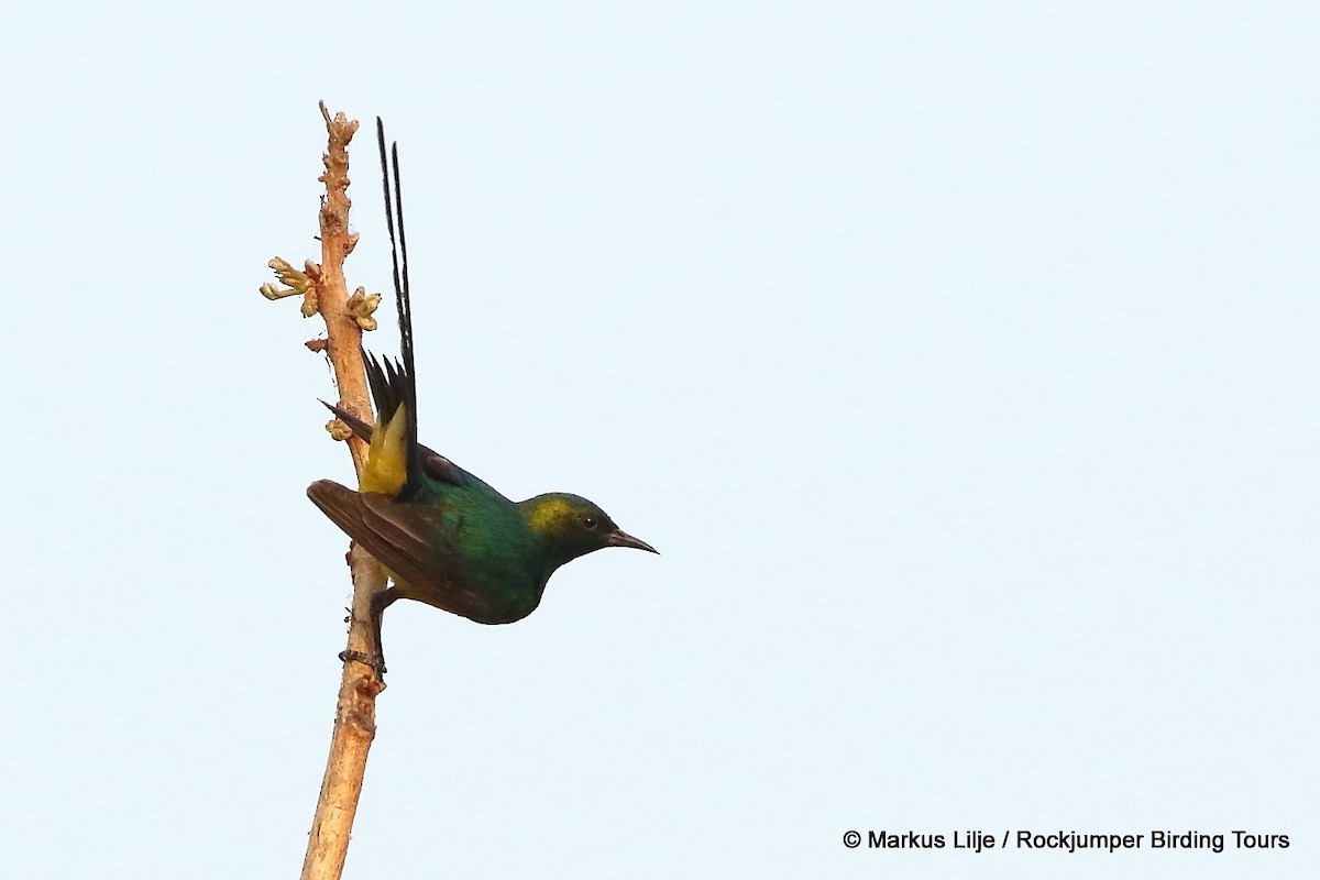 Pygmy Sunbird - Markus Lilje