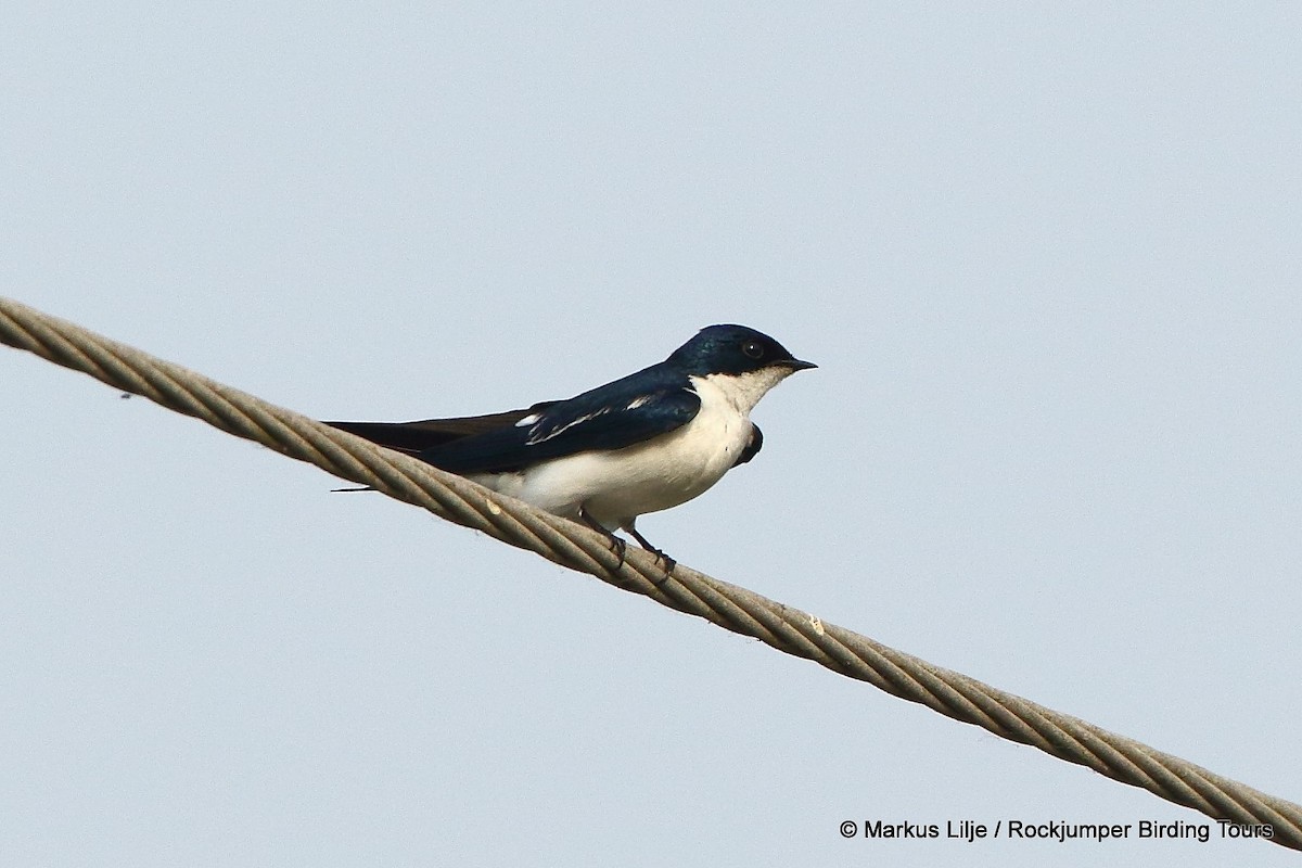 Pied-winged Swallow - ML206138851