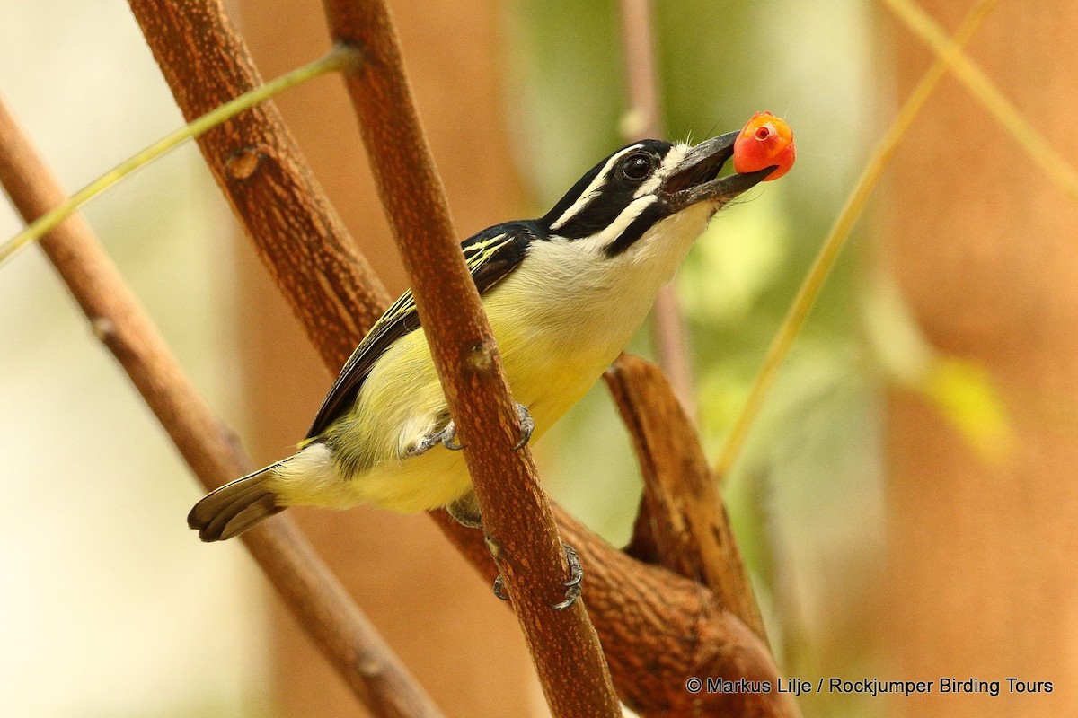 Yellow-rumped Tinkerbird (Yellow-rumped) - ML206139031