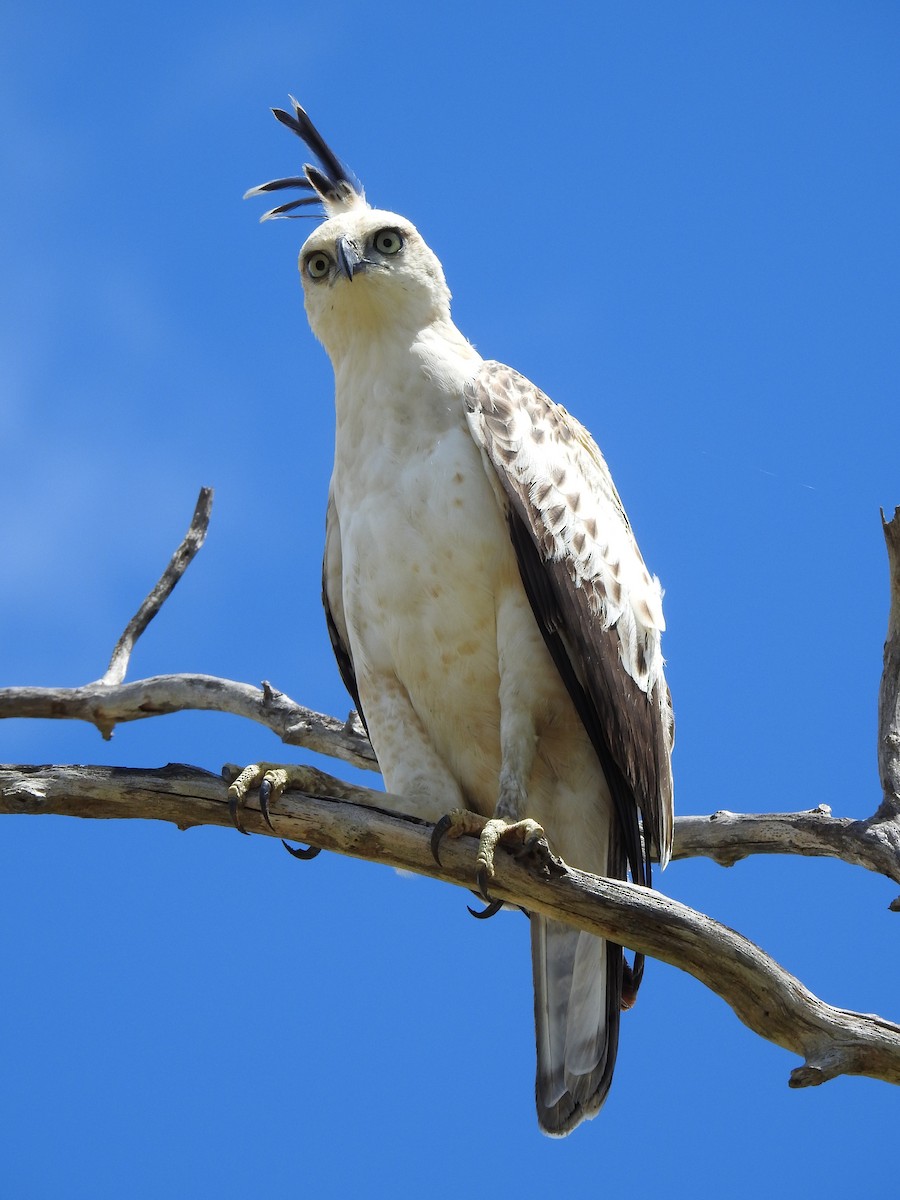 Changeable Hawk-Eagle (Crested) - ML206139101