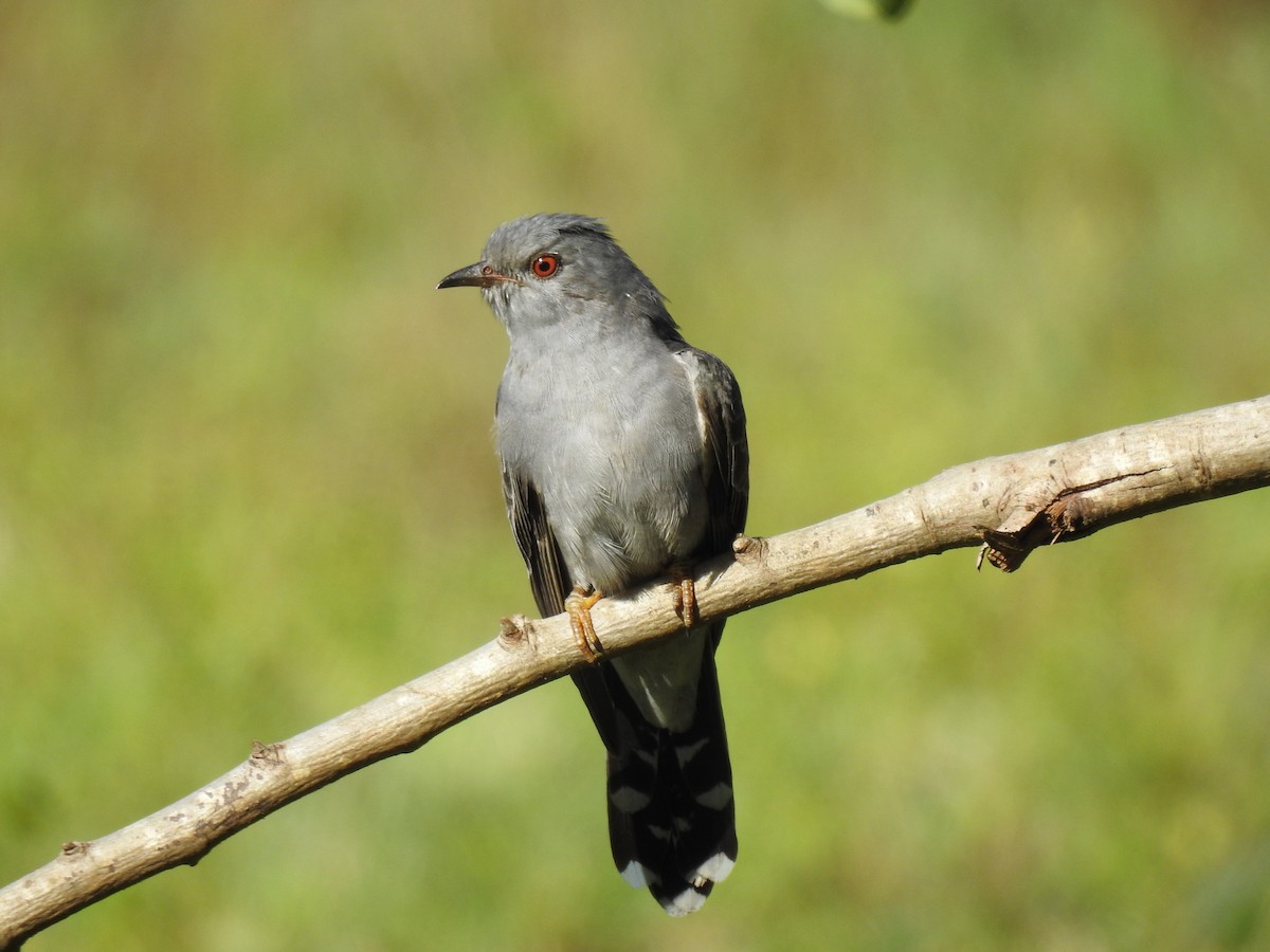 Gray-bellied Cuckoo - ML206139171