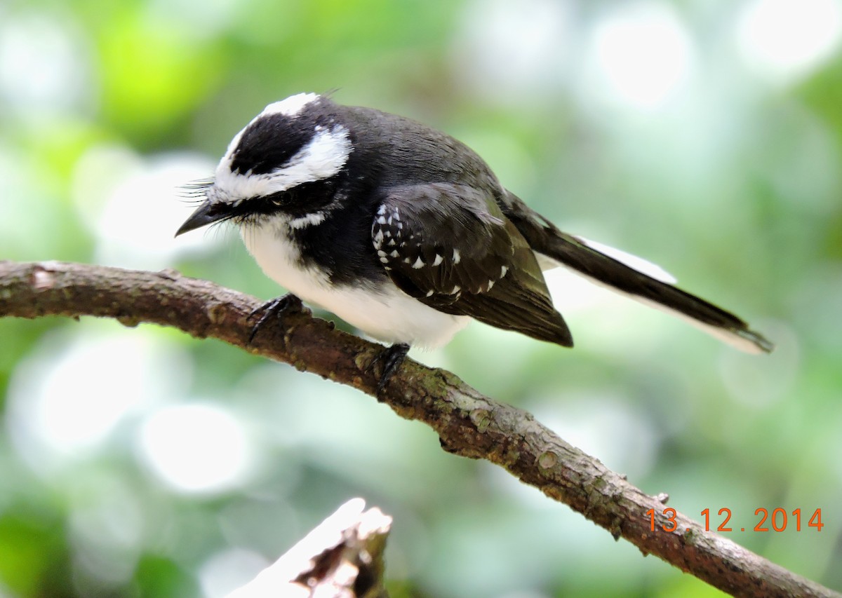 White-browed Fantail - ML206139241