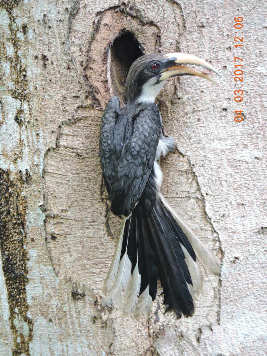 Sri Lanka Gray Hornbill - Nimali Digo & Thilanka Edirisinghe