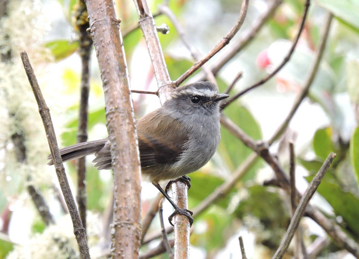 Crowned Chat-Tyrant (Crowned) - ML206139821