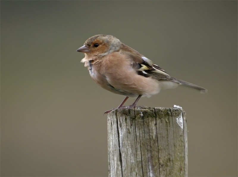 Common Chaffinch - Mark Andrews