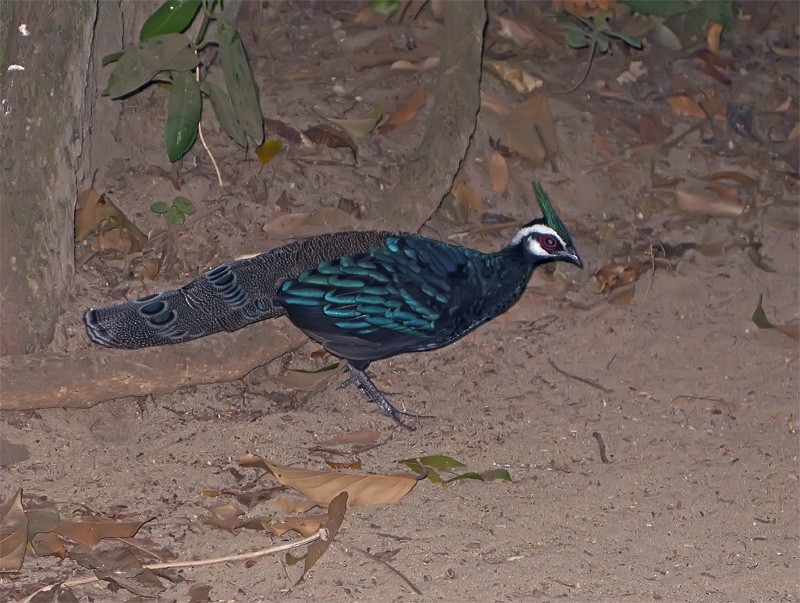 Palawan Peacock-Pheasant - ML206140131