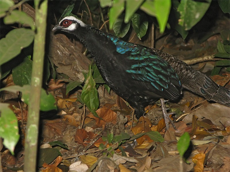 Palawan Peacock-Pheasant - Mark Andrews