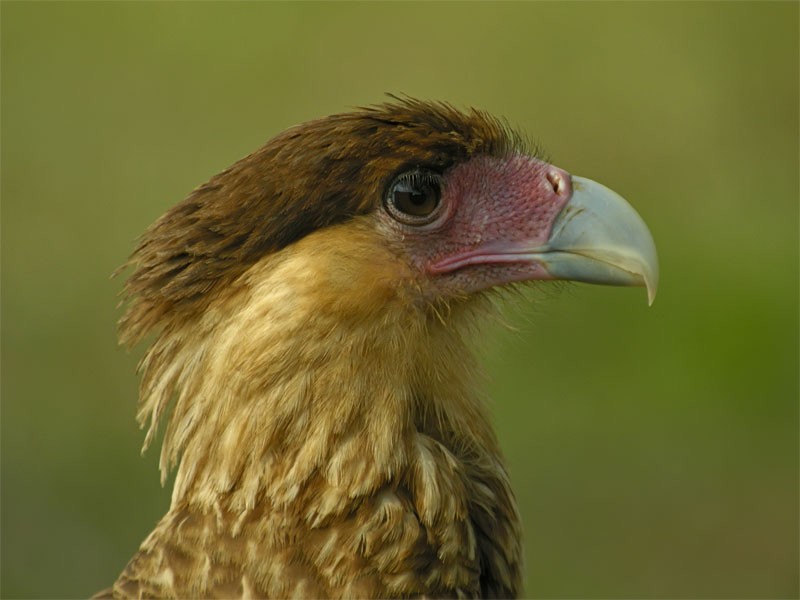 Crested Caracara (Southern) - Mark Andrews