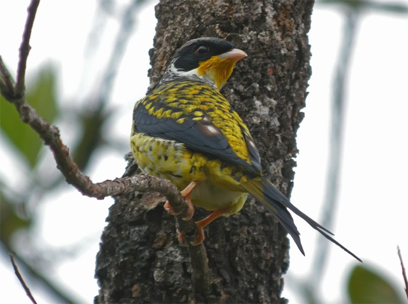 Swallow-tailed Cotinga (Swallow-tailed) - ML206140181