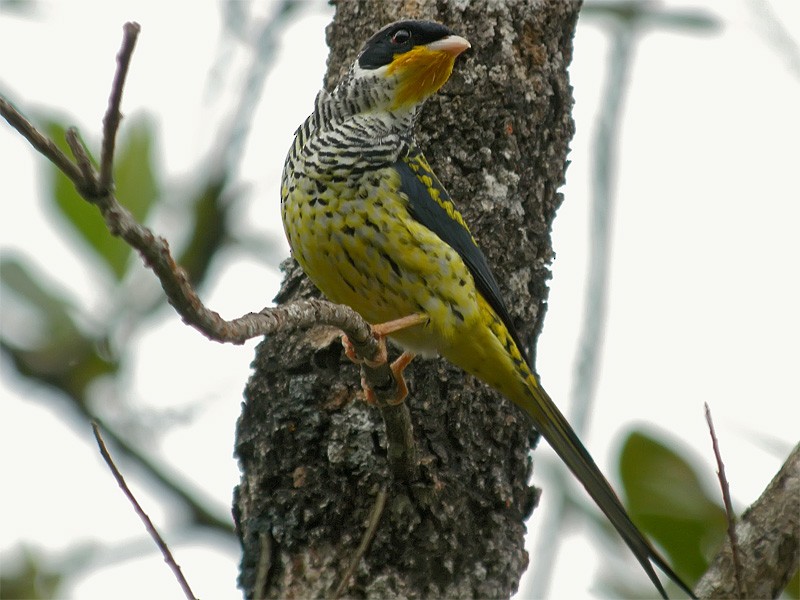 Swallow-tailed Cotinga (Swallow-tailed) - ML206140191