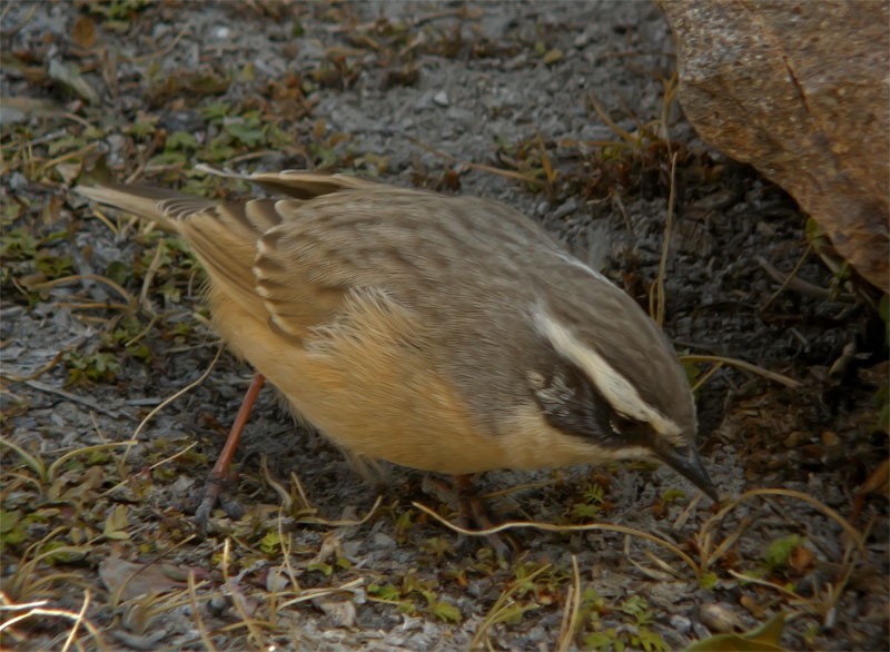 Brown Accentor - ML206140261