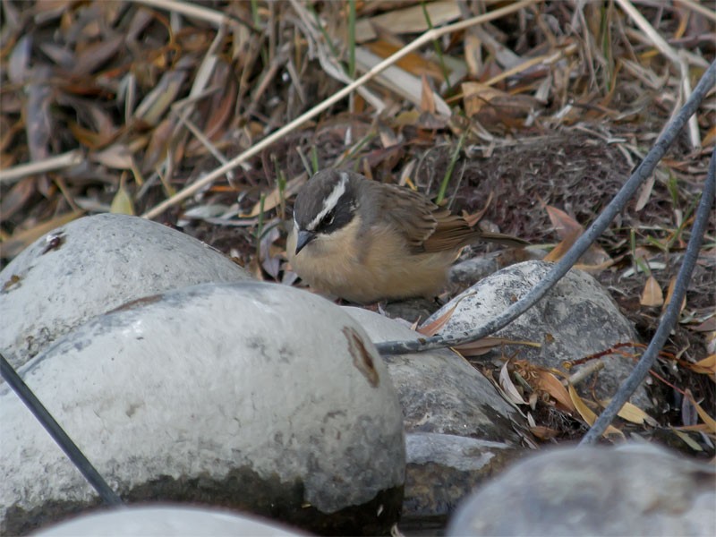 Brown Accentor - ML206140271