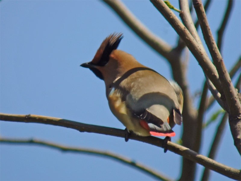 Japanese Waxwing - Mark Andrews