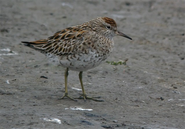  - Sharp-tailed Sandpiper - 