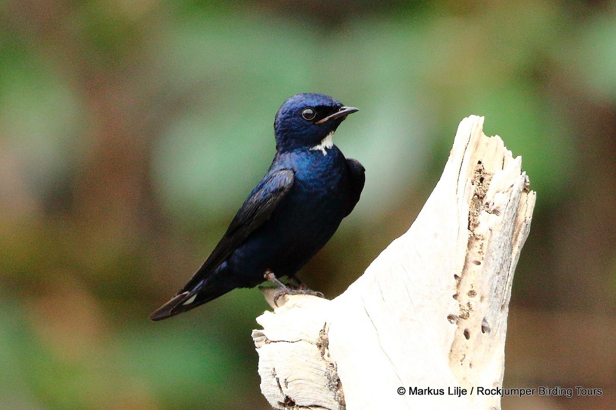 White-throated Blue Swallow - Markus Lilje