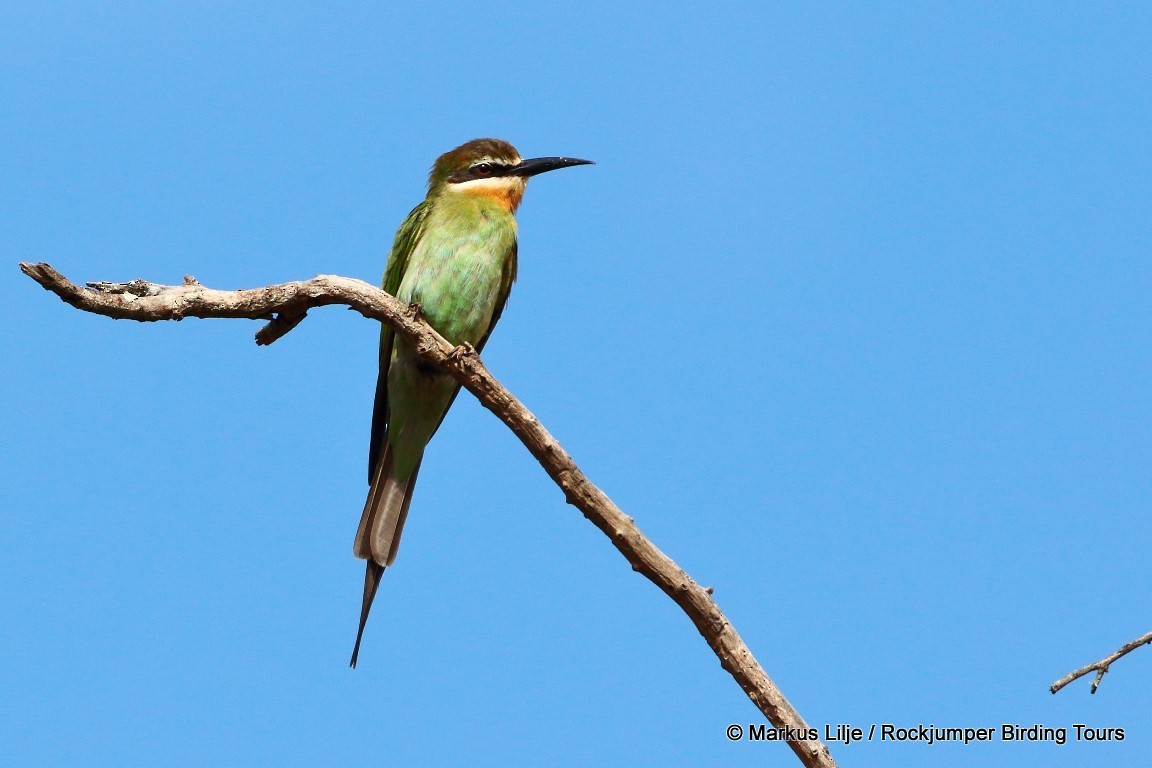 Madagascar Bee-eater - Markus Lilje