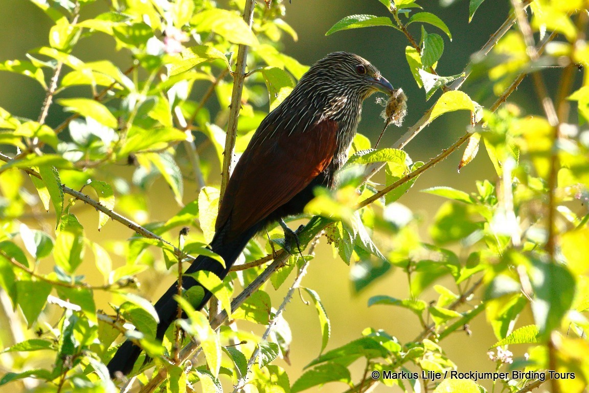 Malagasy Coucal - ML206140691