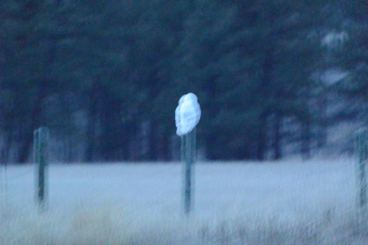 Snowy Owl - A H H .
