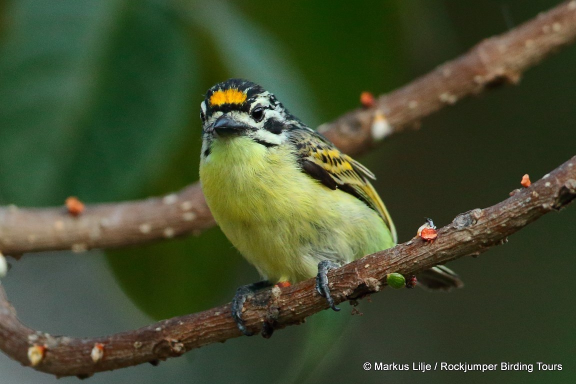 Yellow-fronted Tinkerbird - ML206141011
